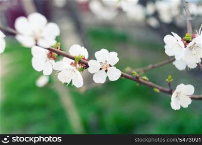 Apple flowers against grass iin spring