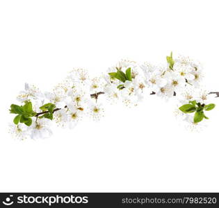 apple flowers branch isolated on a white background