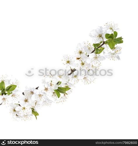 apple flowers branch isolated on a white background