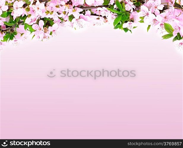 apple flowers branch on a pink background