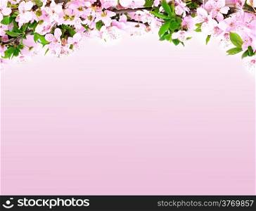 apple flowers branch on a pink background