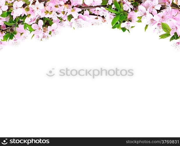 apple flowers branch on a white background