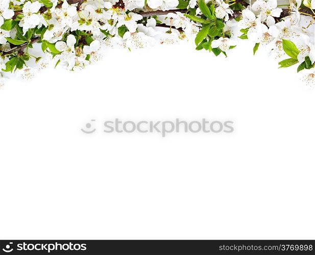 apple flowers branch on a white background