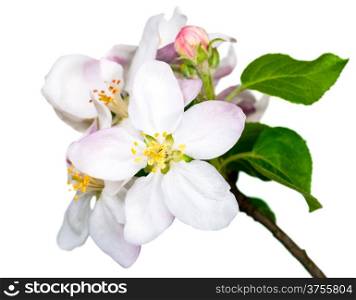 Apple flowers isolated on white background for spring season
