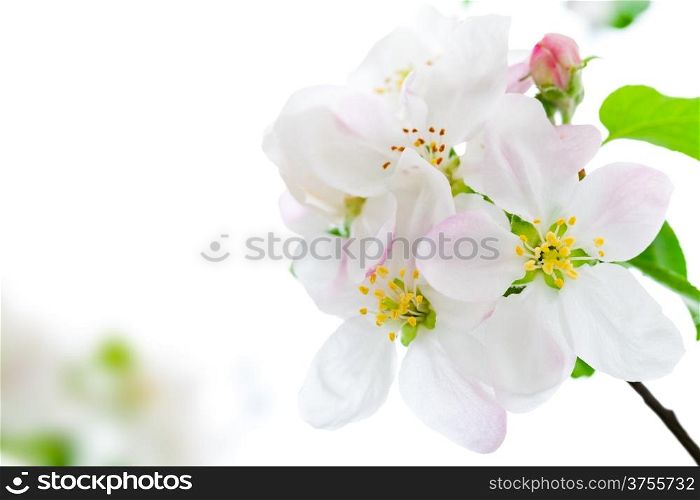 Apple flowers on white background for spring season&#xA;