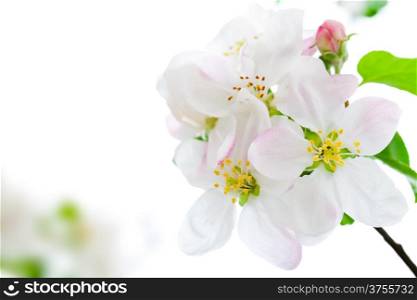 Apple flowers on white background for spring season&#xA;
