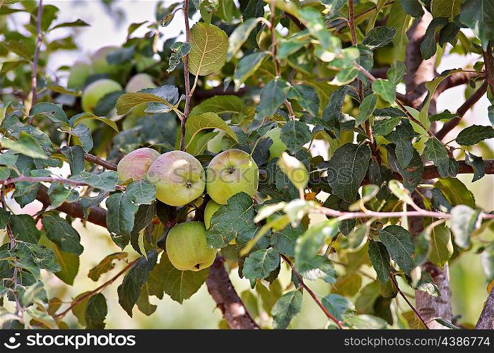 Apple fruit garden in summer