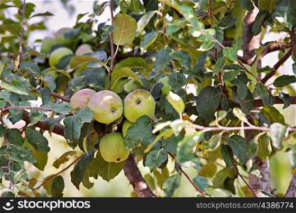 Apple fruit garden in summer