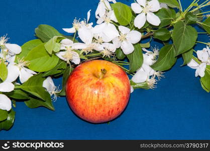 Apple fruit of the Apple tree, which is eaten fresh, serves as a raw material in food and drink