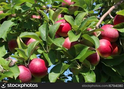 Apple fruit tree background with a bunch of red ripe apples on a branch as an agricultural harvest from an orchard.