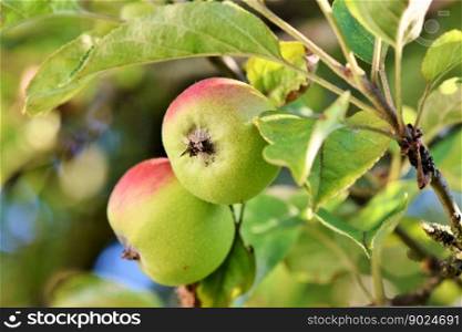 apple fruits food leaves organic
