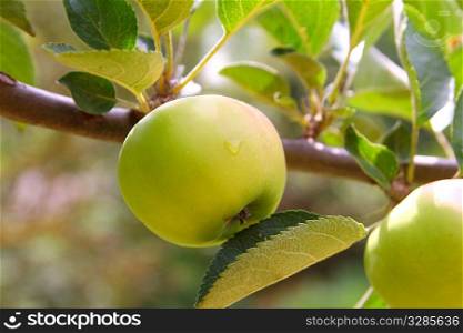 Apple green fruit tree branch with leaves
