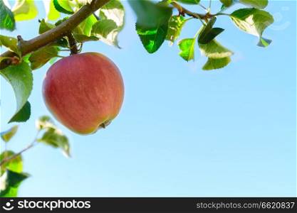 Apple hanging on tree, blue sky in background. Apple hanging on tree