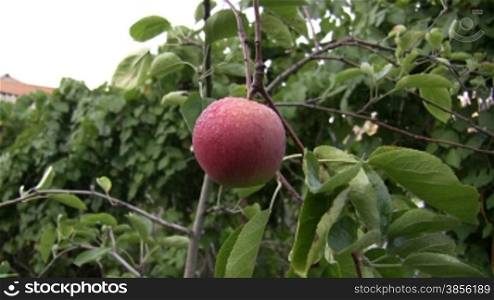 apple hangs on an apple-tree branch.