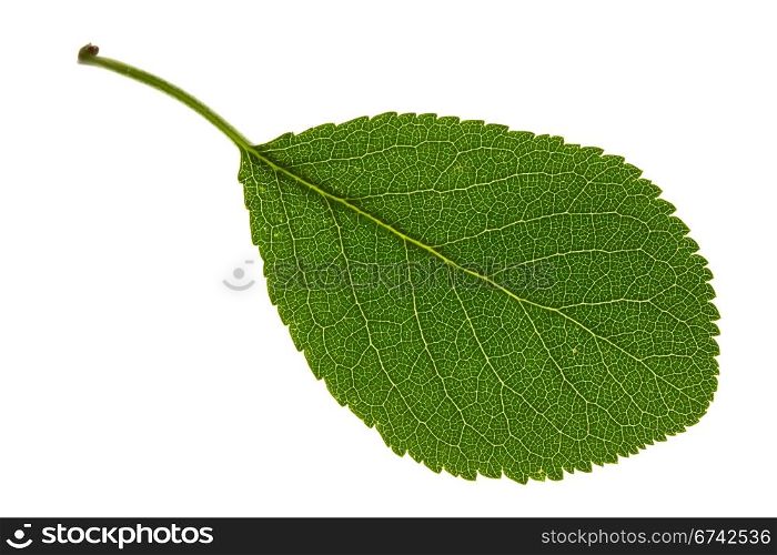 Apple leaf on isolated
