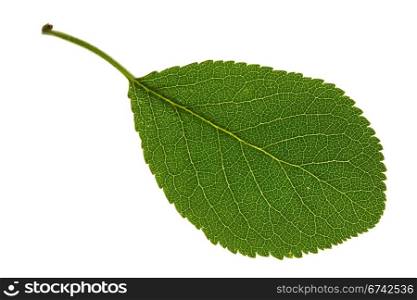 Apple leaf on isolated