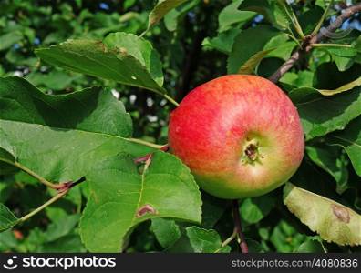 Apple on a branch in a garden