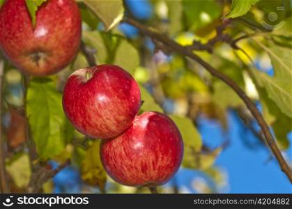 apple on a tree