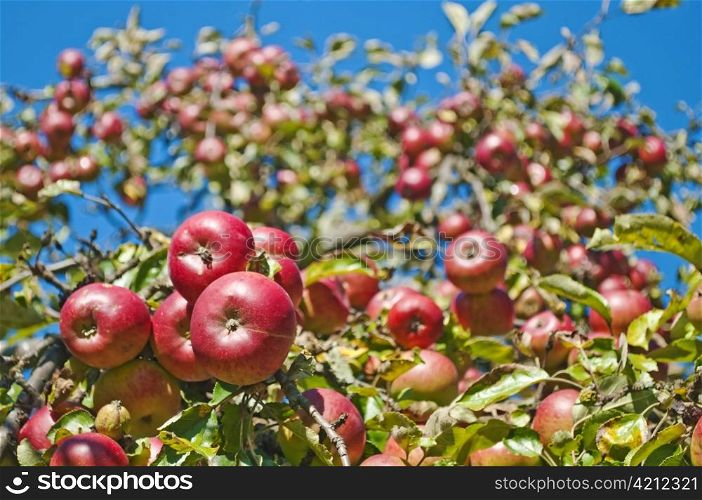 apple on a tree. apple