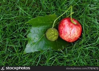 Apple on the grass with leaves and chestnuts