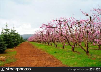 Apple Orchard. Apple orchard with rows of trees covered in pink flowers that will grow into fresh apples
