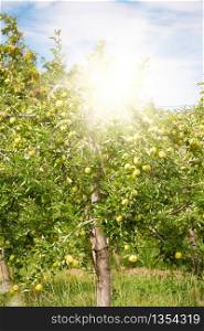 Apple orchard full of riped green fruits at sunny summer day