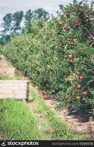 Apple orchard full of riped red fruits at sunny summer day