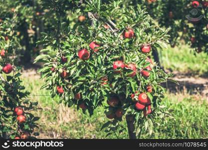 Apple orchard full of riped red fruits at sunny summer day