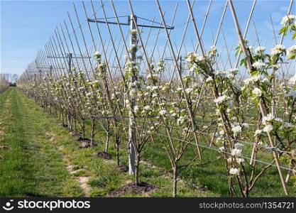 Apple orchard garden in springtime with rows of trees with blossom. Apple orchard in springtime with rows of trees with blossom