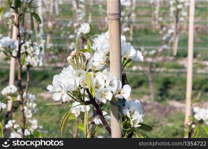 Apple orchard garden in springtime with rows of trees with blossom. Apple orchard in springtime with beautiful white blossom