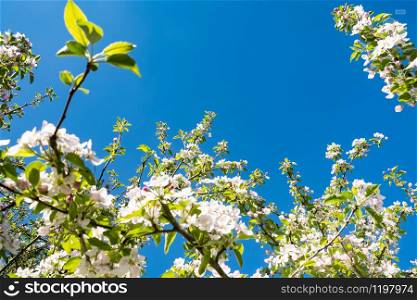 apple orchard in bloom in spring under the sun and blue sky