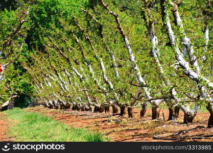 Apple Orchard. Manicured Apple trees with their trunks painted white to keep sun and heat damage from occurring. Rows of fruit trees separated by dirt and green grass in the California foothills.