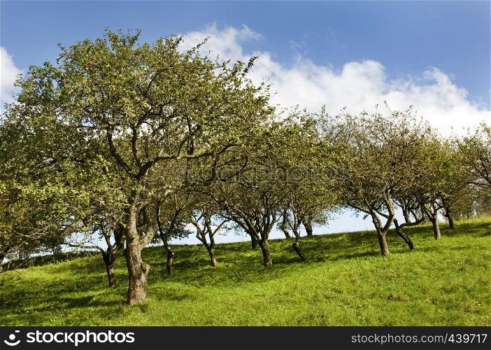 Apple orchard on the blue sky with clouds