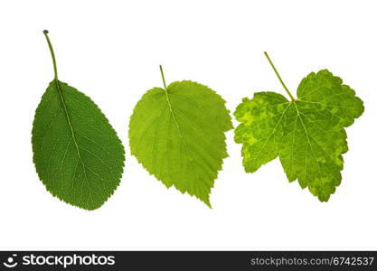 Apple,raspberry and currant leaves on isolated