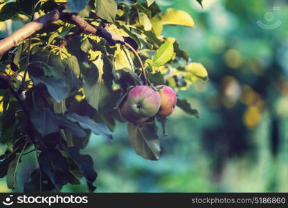 Apple tree