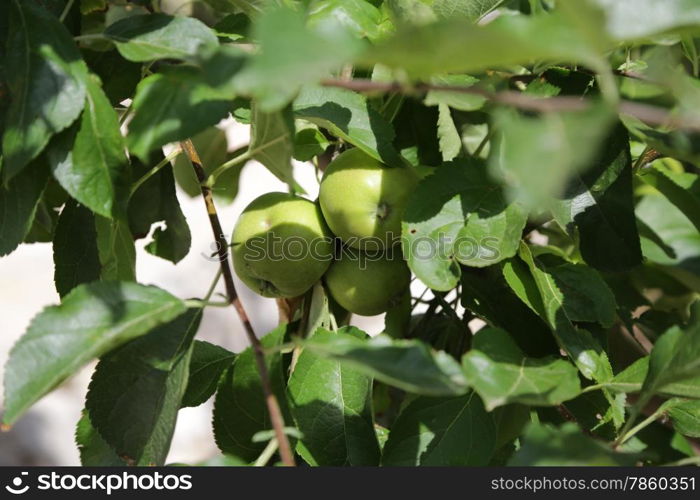 Apple tree