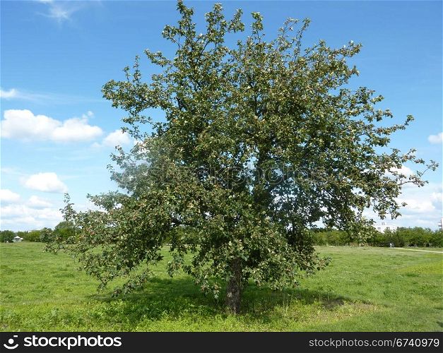 Apple tree. Apple tree in the park Potsdam