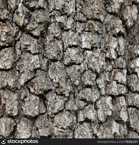 Apple tree bark texture can use as background