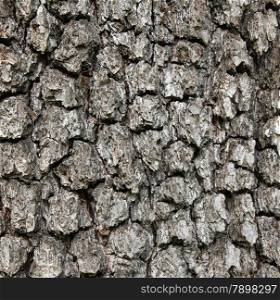 Apple tree bark texture can use as background