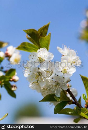 Apple tree blossom against blue sky macro.. Apple tree blossom against blue sky macro