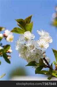 Apple tree blossom against blue sky macro.. Apple tree blossom against blue sky macro