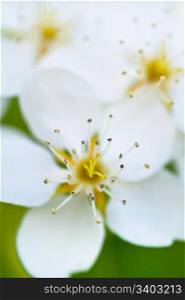 Apple tree blossom. Apple tree blossom, white flowers close-up shot, abstract nature background