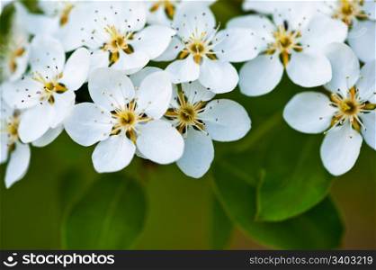 Apple tree blossom. Apple tree blossom, white flowers on a green leaves background