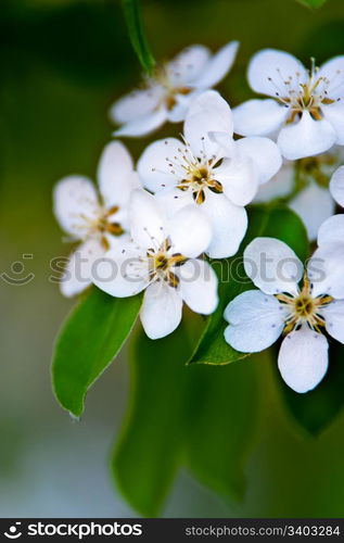 Apple tree blossom. Apple tree blossom, white flowers on a green leaves background