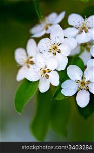 Apple tree blossom. Apple tree blossom, white flowers on a green leaves background