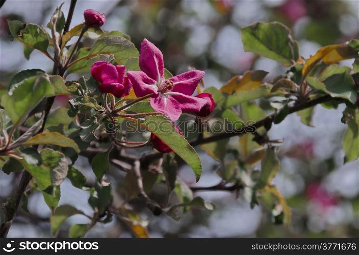 Apple tree blossom at springtime in garden