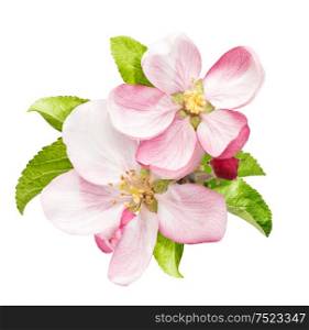 Apple tree blossom with green leaves isolated on white background