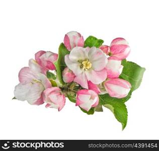 Apple tree blossoms with green leaves isolated on white background. Spring flowers closeup
