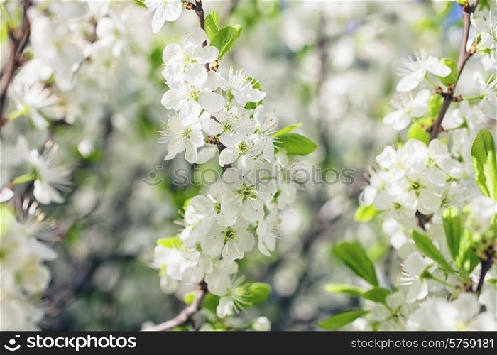 Apple tree branch with flowers close up