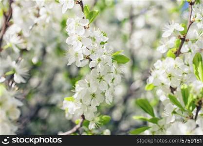 Apple tree branch with flowers close up